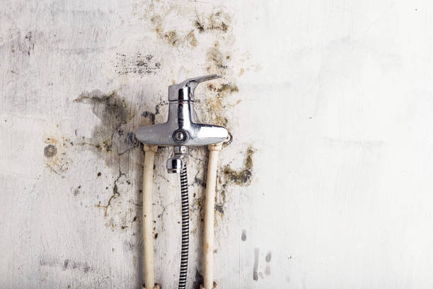 Best Professional Mold Removal  in New Richmond, WI