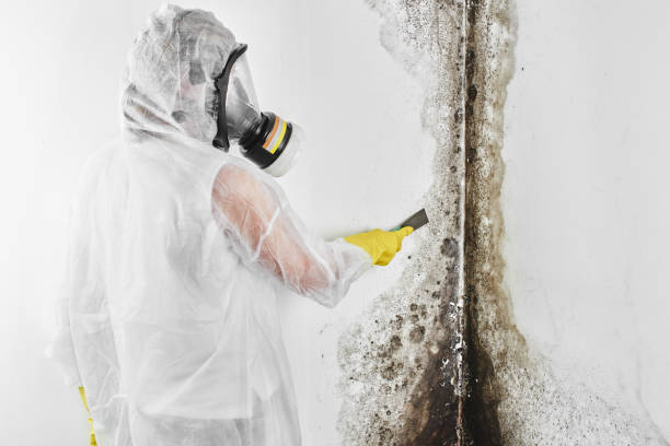 Best Crawl Space Mold Removal  in New Richmond, WI