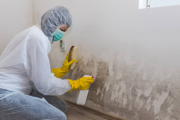 Best Residential Mold Removal  in New Richmond, WI