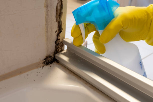 Best Black Mold Removal  in New Richmond, WI