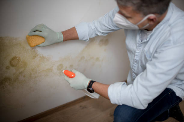 Best Mold Testing  in New Richmond, WI