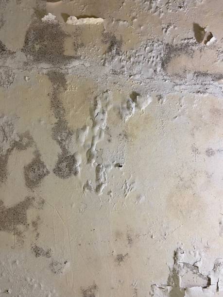 Best Emergency Mold Removal  in New Richmond, WI