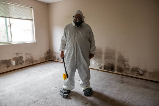 Best Attic Mold Removal  in New Richmond, WI