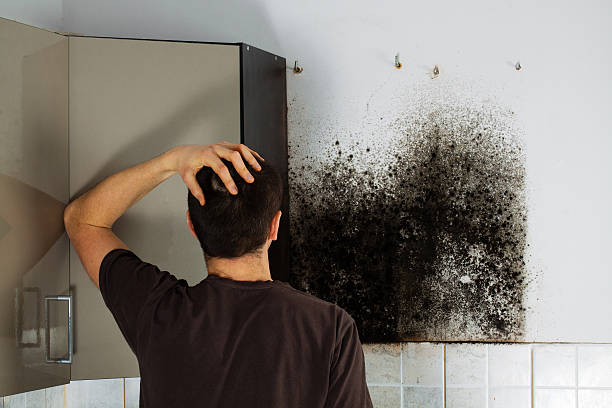 Professional Mold Removal in New Richmond, WI