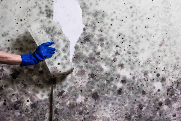 Best Mold Remediation  in New Richmond, WI