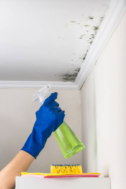 Best Toxic Mold Removal  in New Richmond, WI